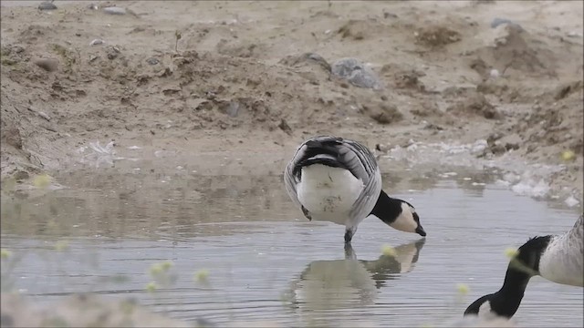カオジロガン - ML624450216
