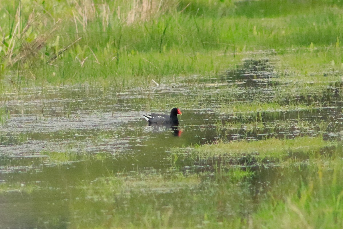 Common Gallinule - ML624450258