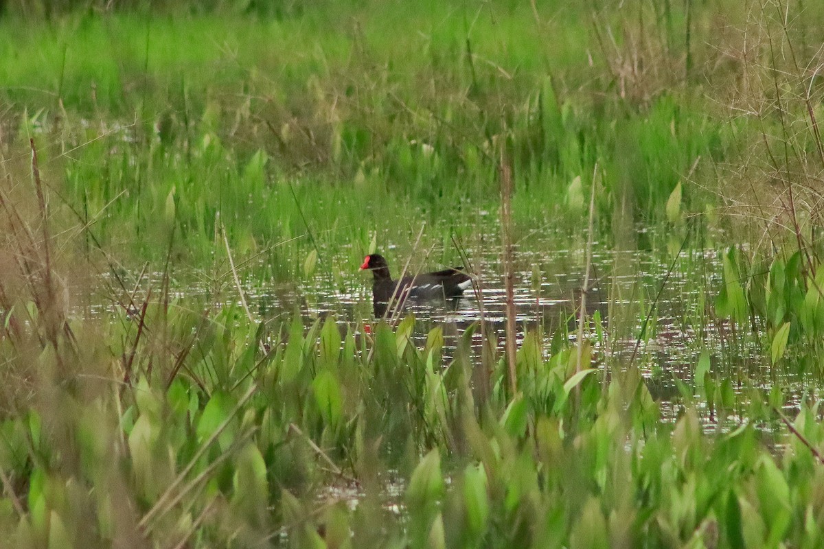 Common Gallinule - ML624450259