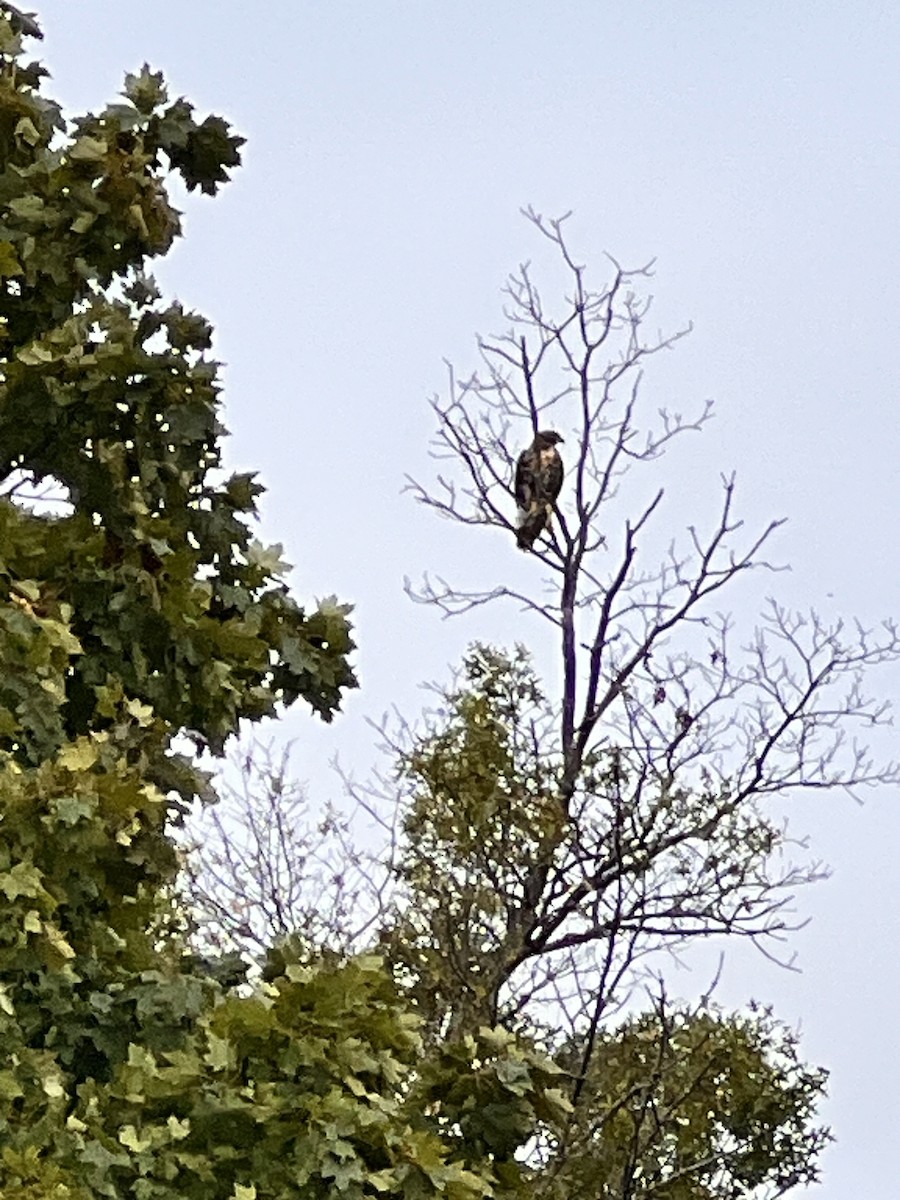 Red-tailed Hawk - ML624450263