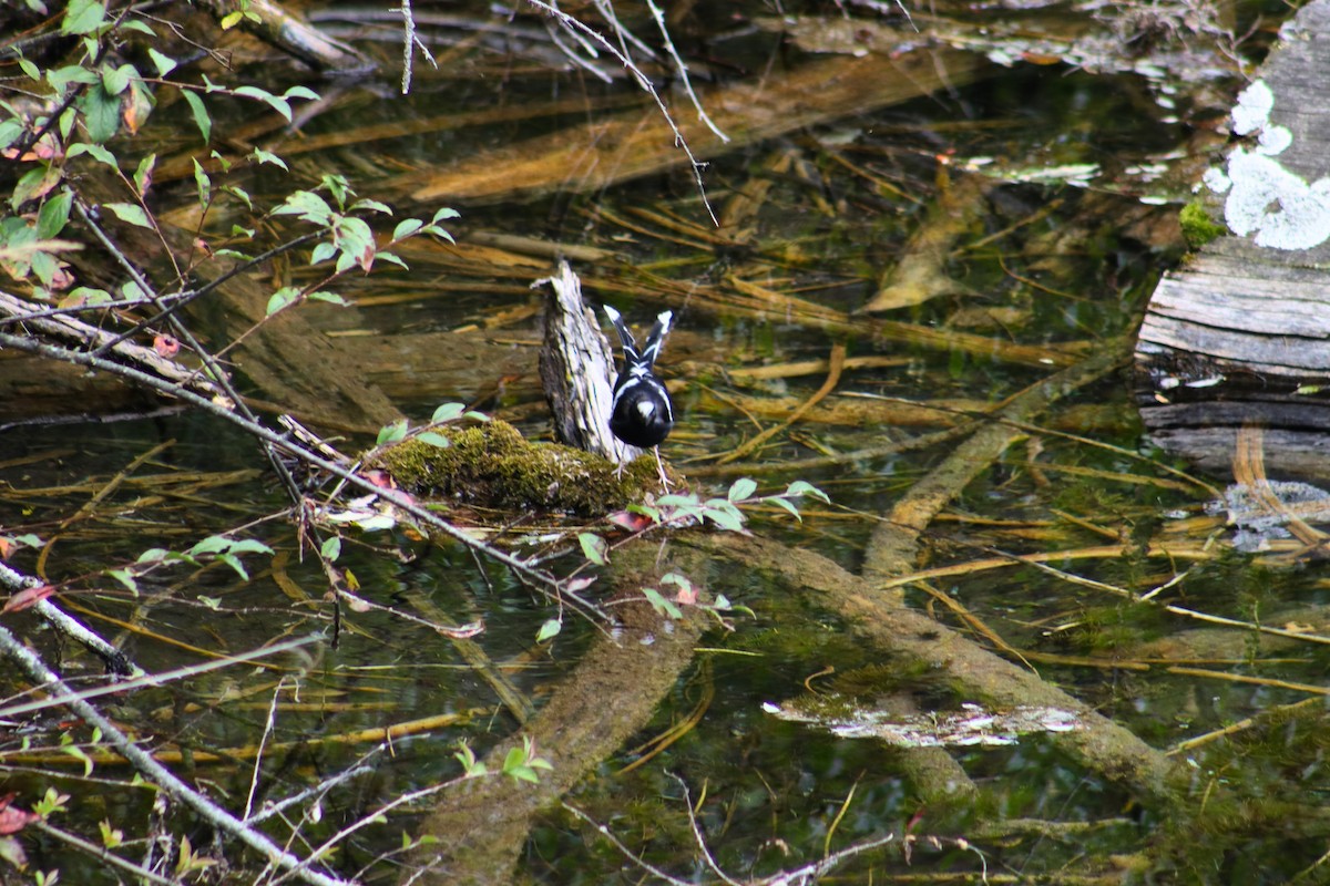 White-crowned Forktail - ML624450304