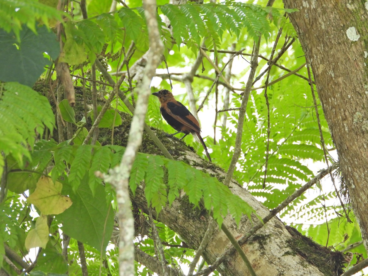 White-lined Tanager - ML624450352