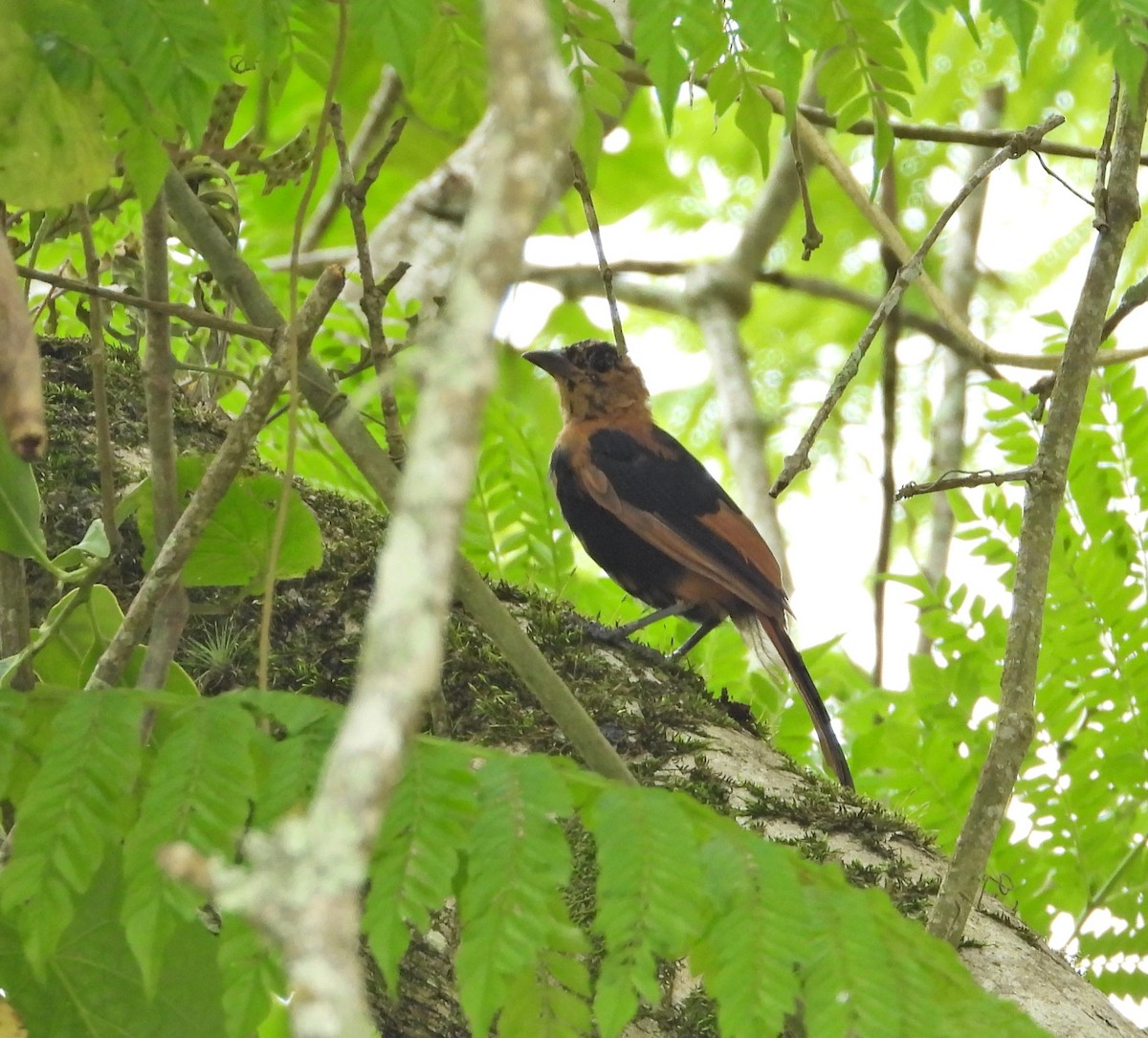 White-lined Tanager - ML624450367