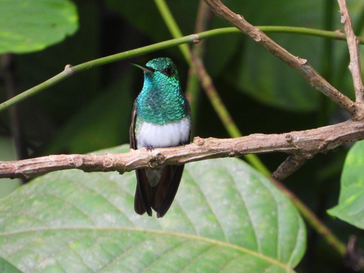 Snowy-bellied Hummingbird - ML624450376