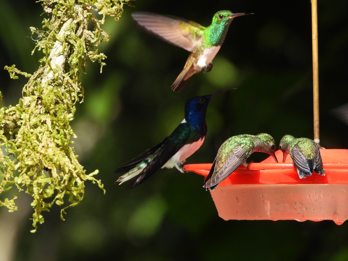 Snowy-bellied Hummingbird - ML624450377