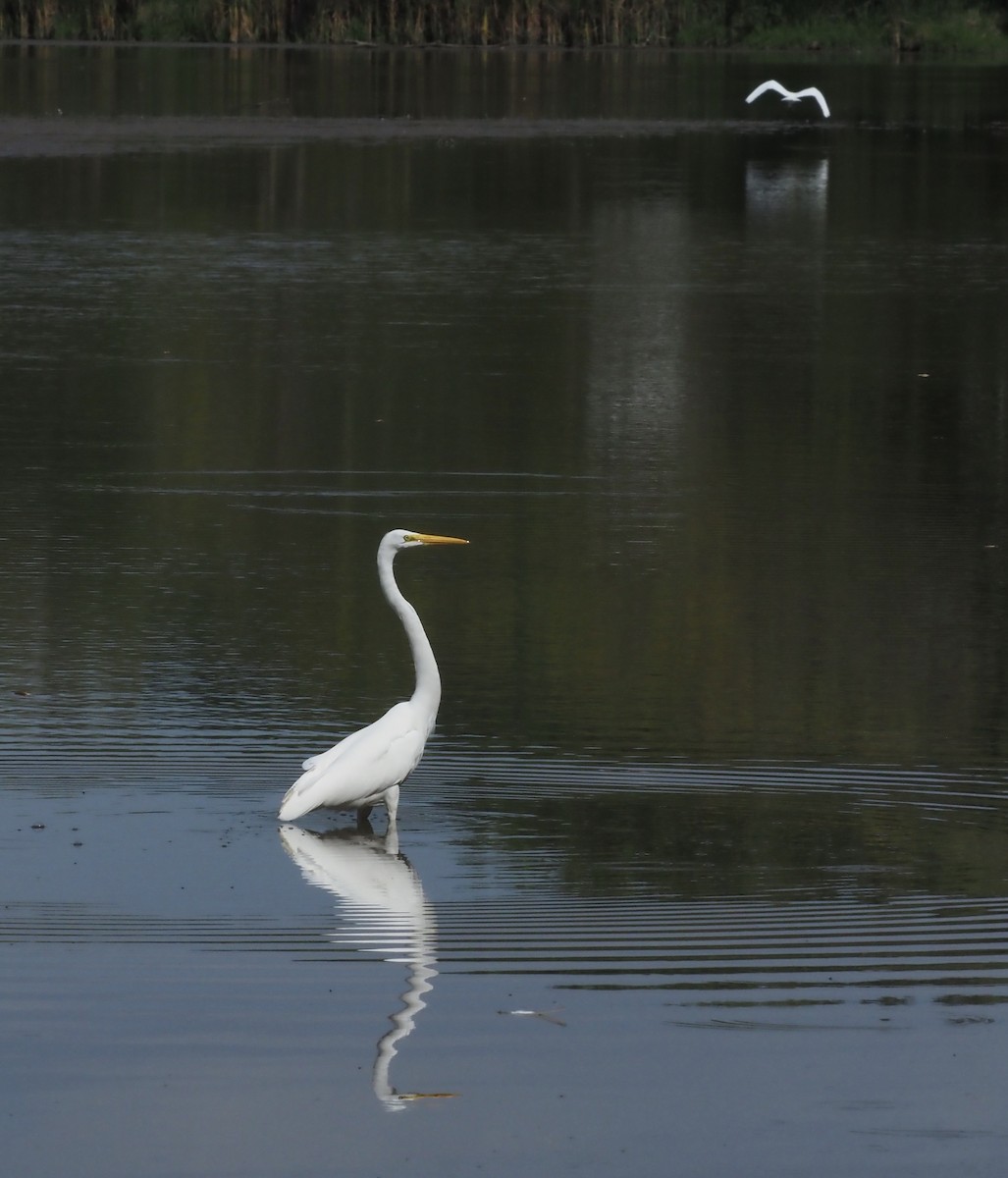 大白鷺 - ML624450378