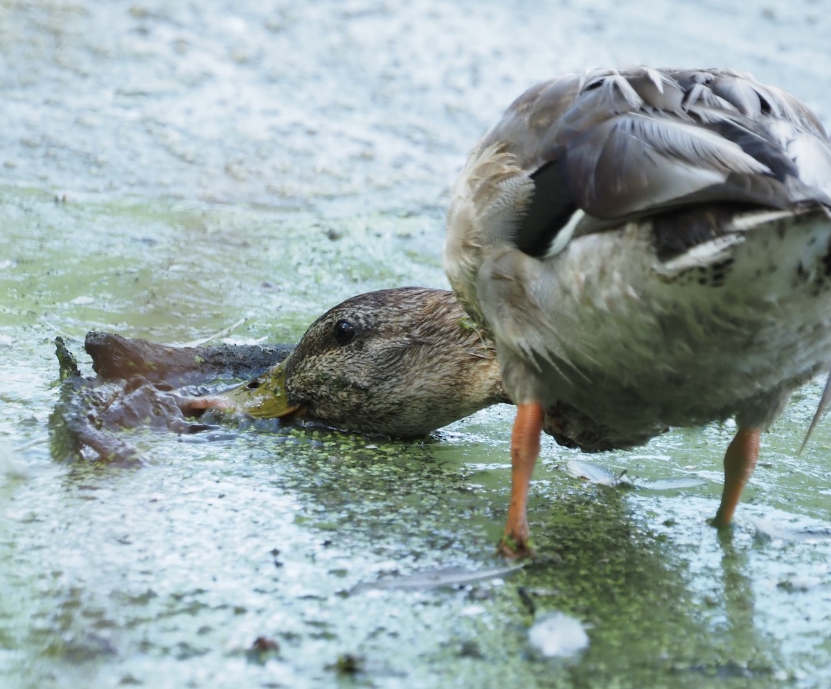 綠頭鴨 - ML624450401
