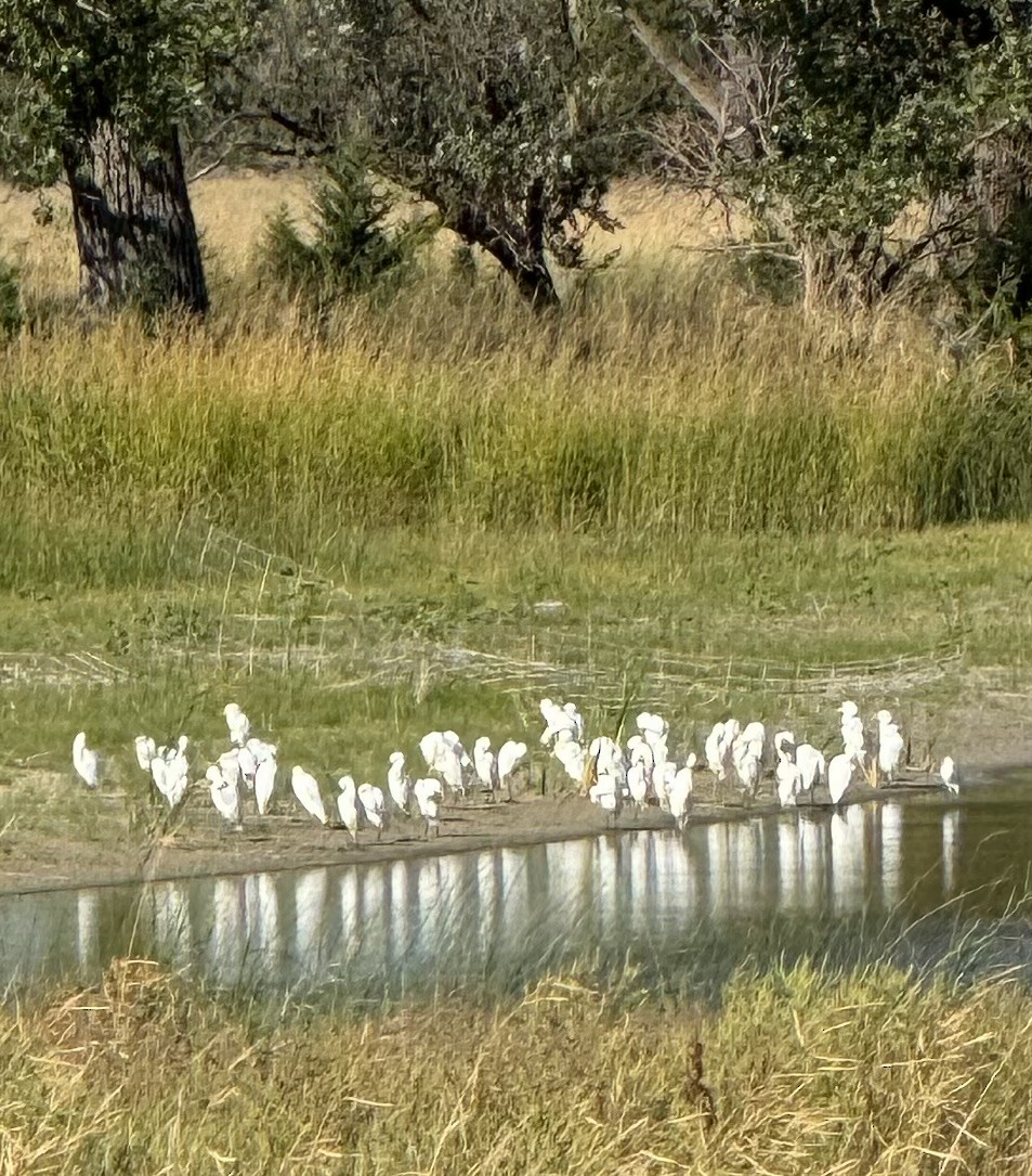 Western Cattle-Egret - ML624450404