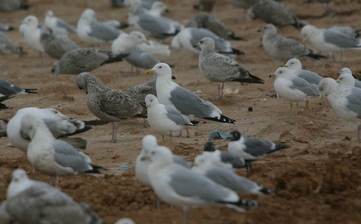 Gaviota Argéntea (vegae) - ML624450442