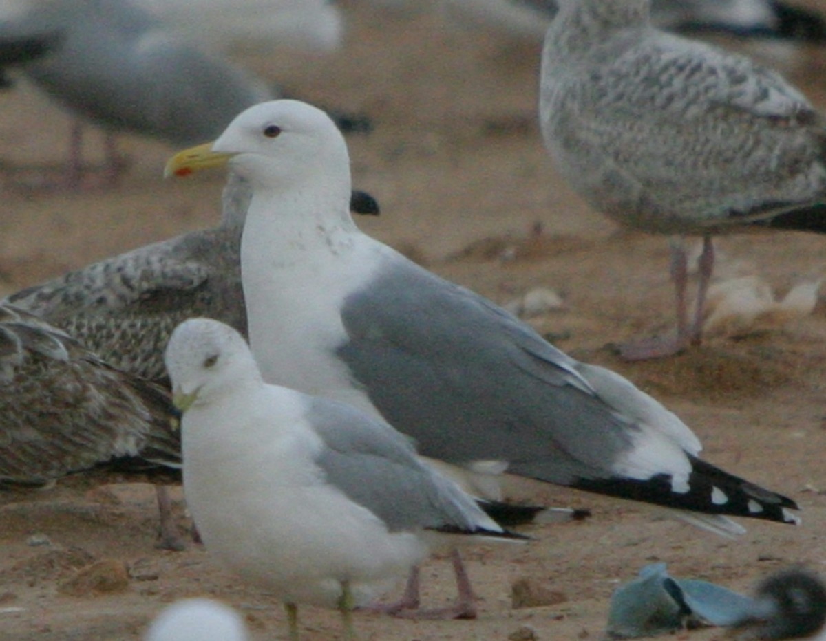 Gaviota Argéntea (vegae) - ML624450454