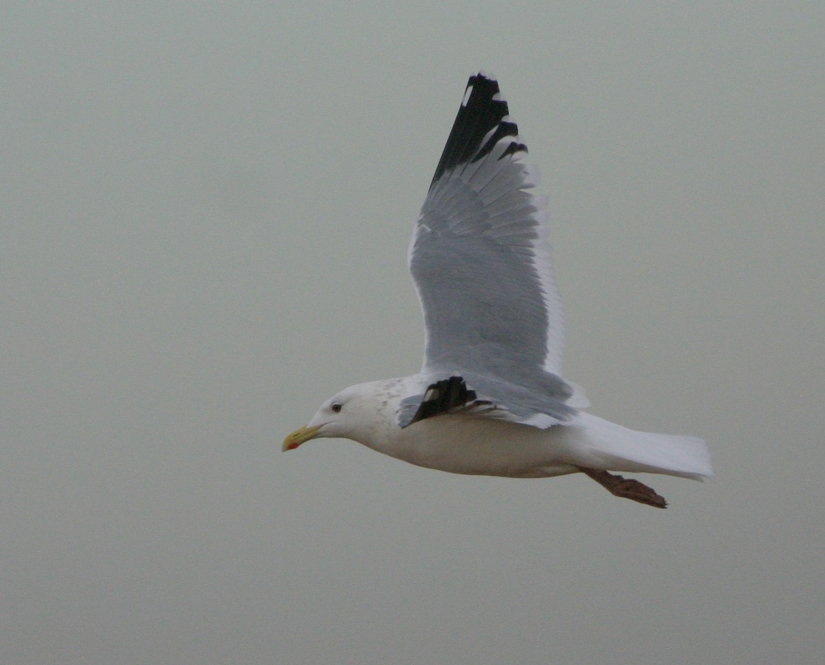 Gaviota Argéntea (vegae) - ML624450458