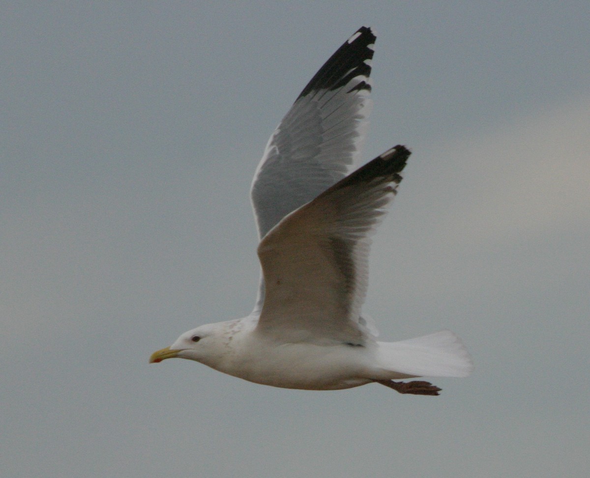 Gaviota Argéntea (vegae) - ML624450471