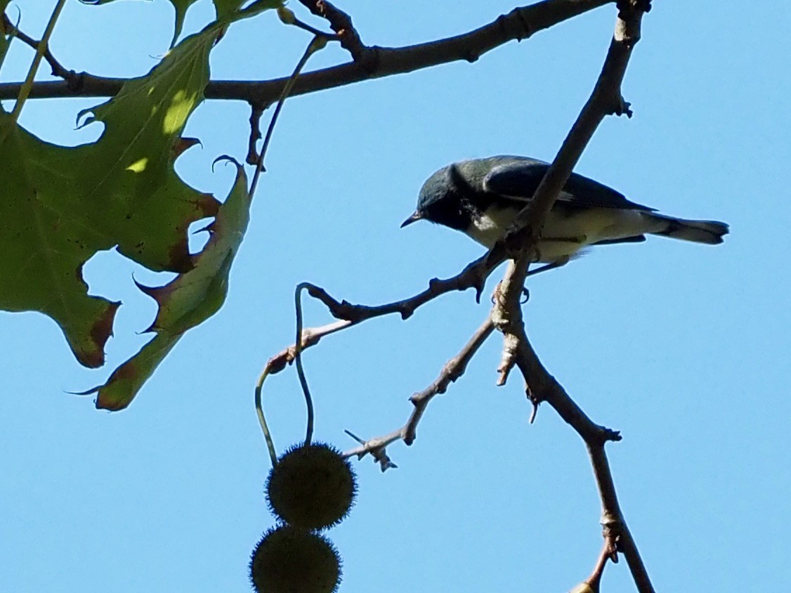 Black-throated Blue Warbler - ML624450482