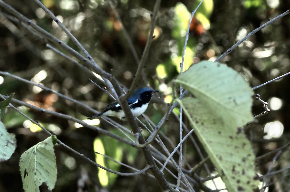 Black-throated Blue Warbler - ML624450488