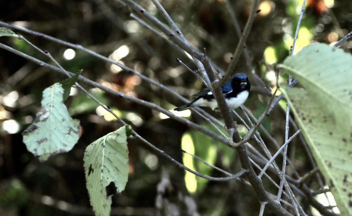 Black-throated Blue Warbler - ML624450491