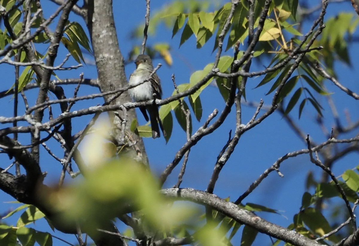 Least Flycatcher - ML624450511