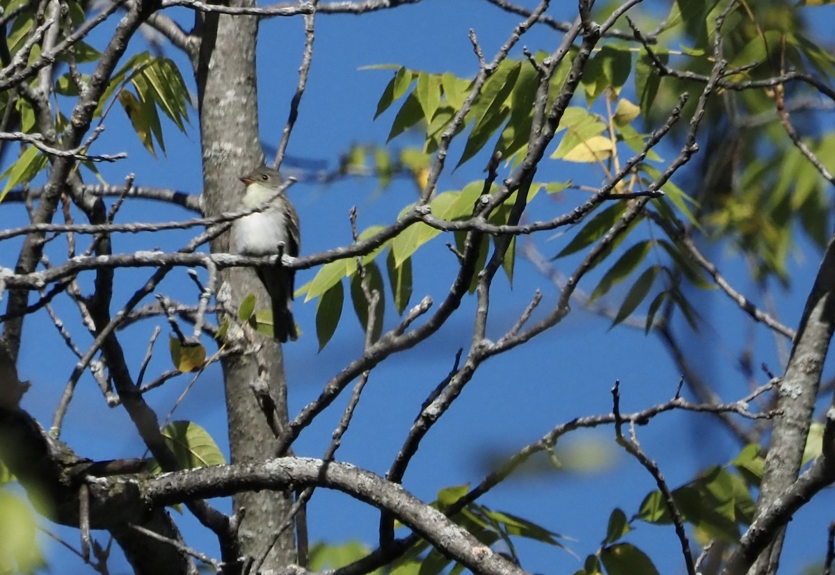 Least Flycatcher - ML624450514