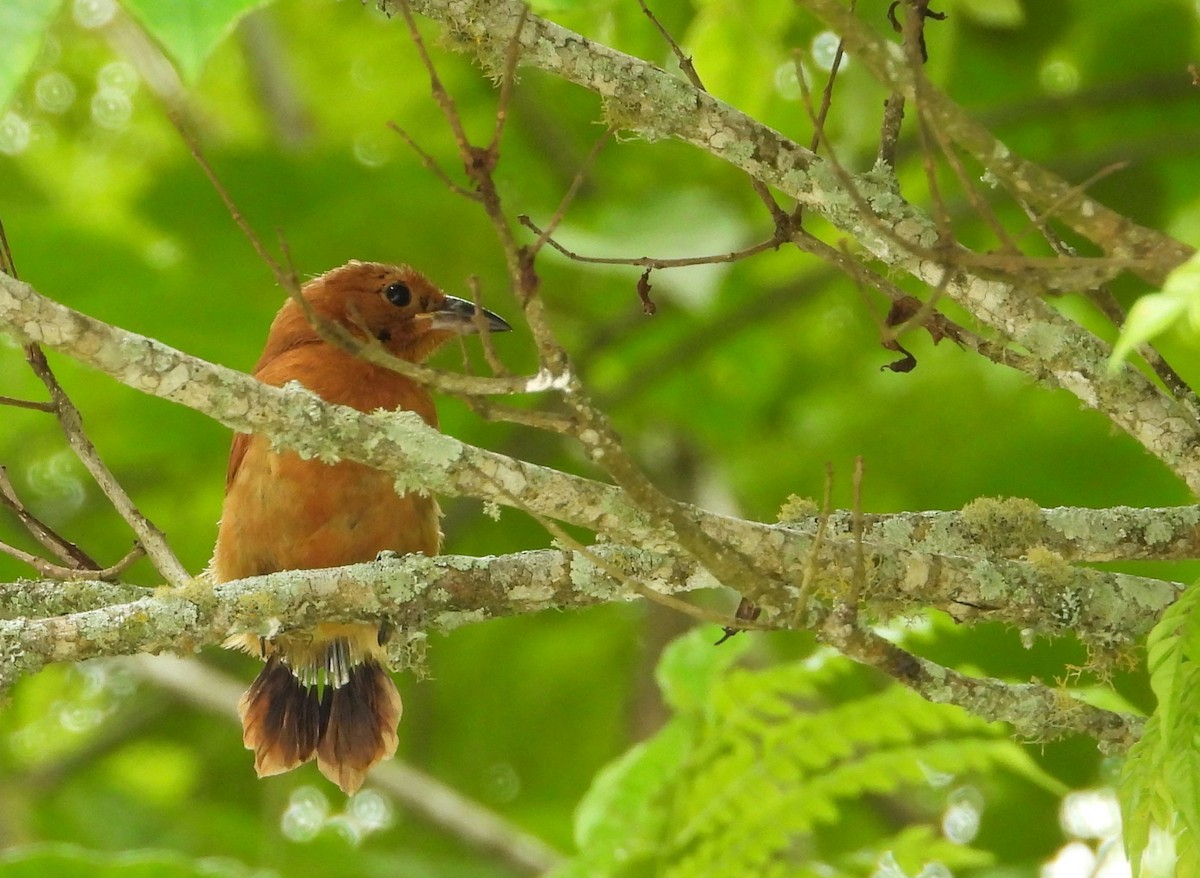 White-lined Tanager - ML624450553