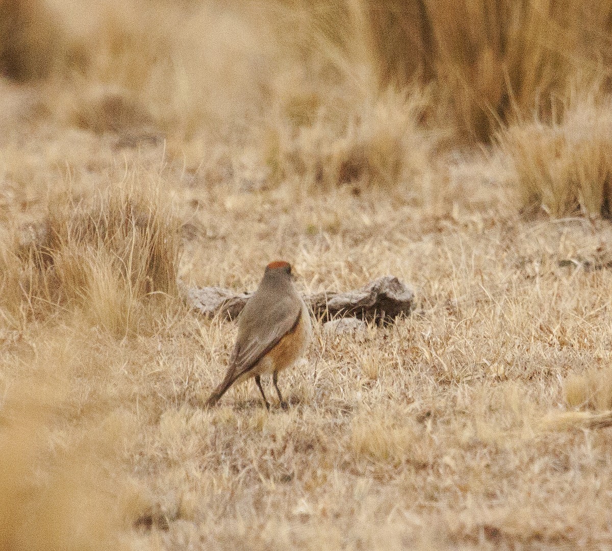 Cinnamon-bellied Ground-Tyrant - ML624450568