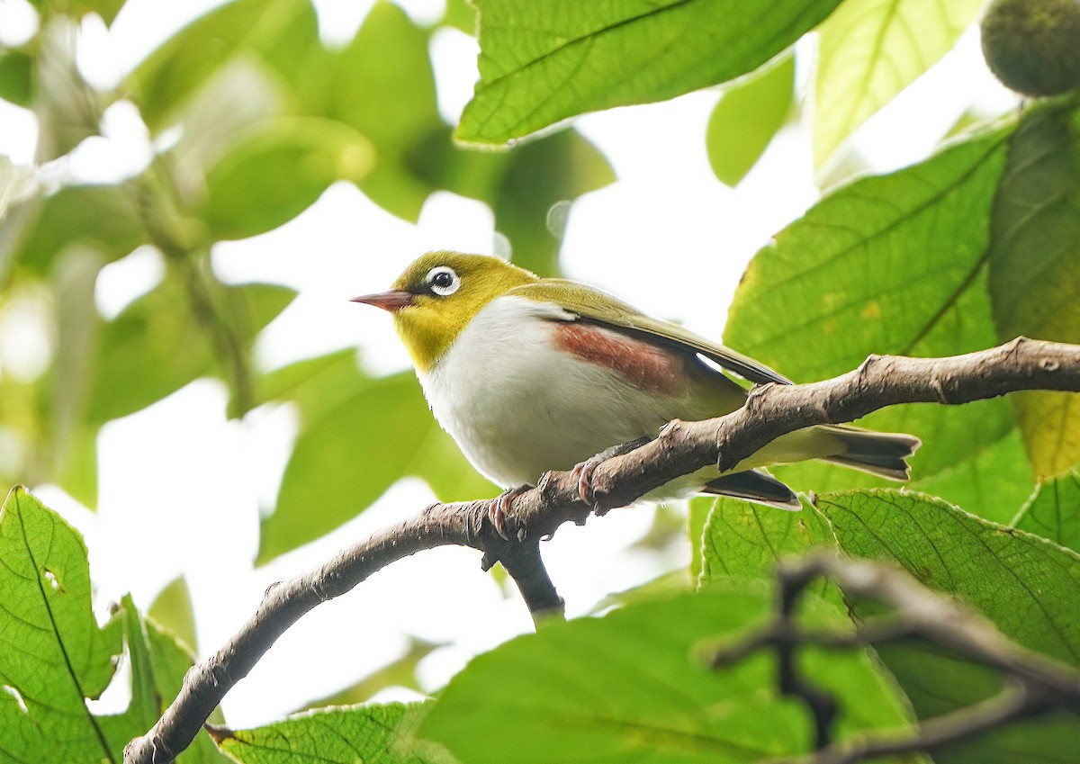 Chestnut-flanked White-eye - ML624450773