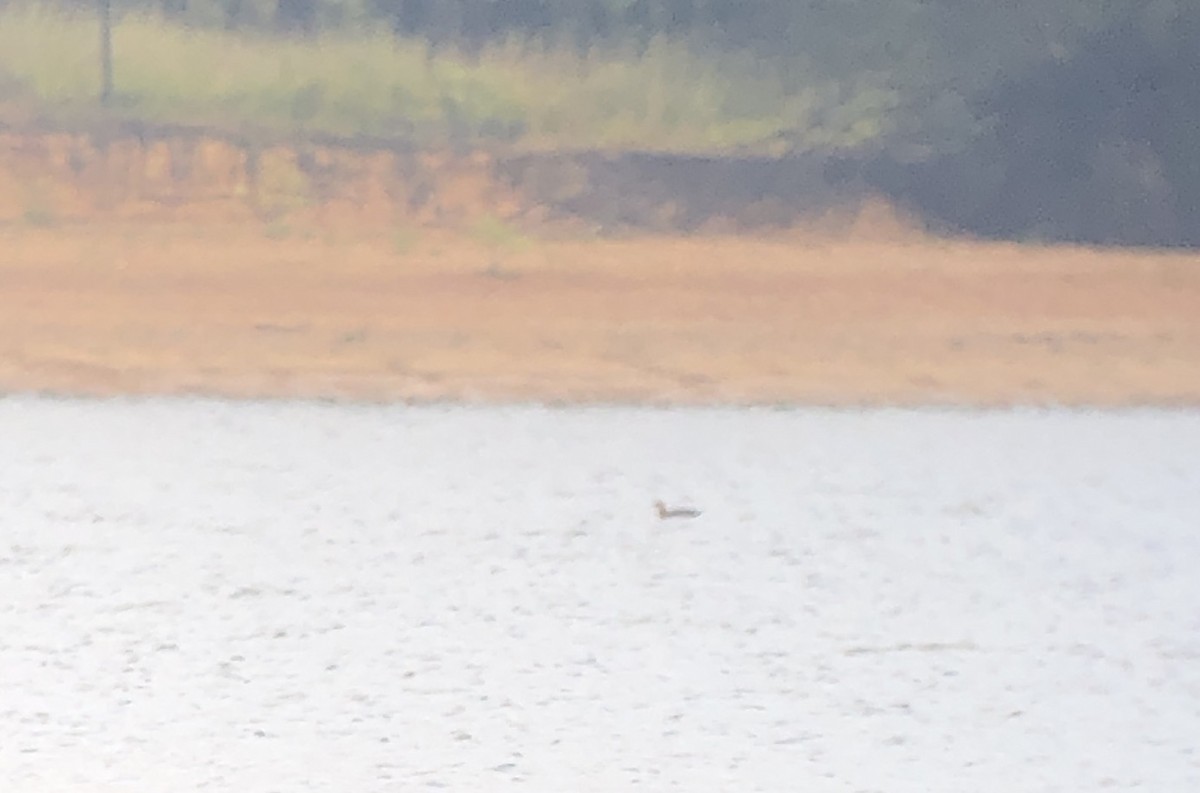 短尾賊鷗 - ML624450796