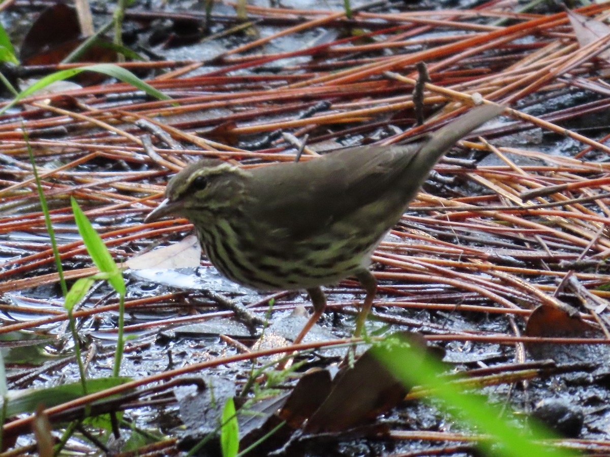 Northern Waterthrush - ML624450836