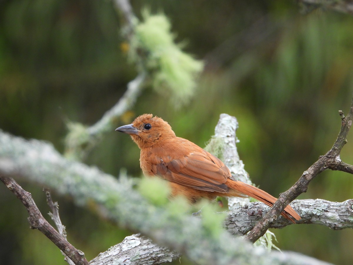 White-lined Tanager - ML624450864