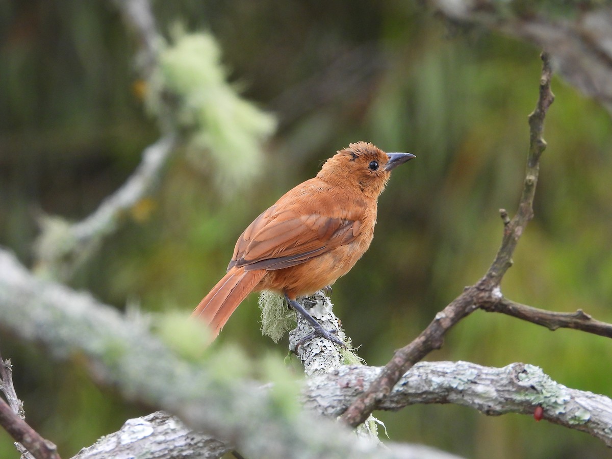 White-lined Tanager - ML624450888