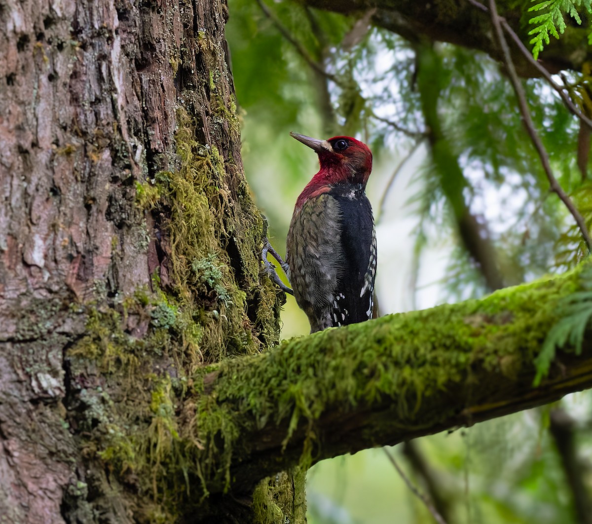 Red-breasted Sapsucker - Gordon Hart