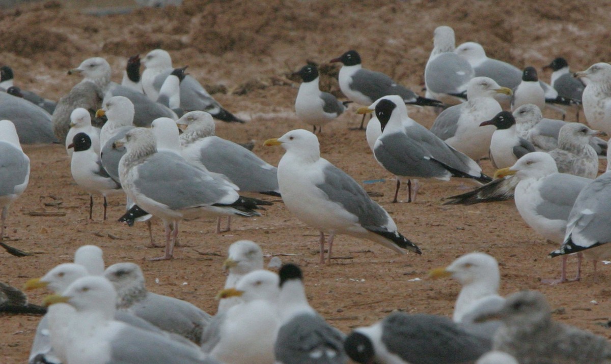 Gaviota Argéntea (vegae) - ML624450927