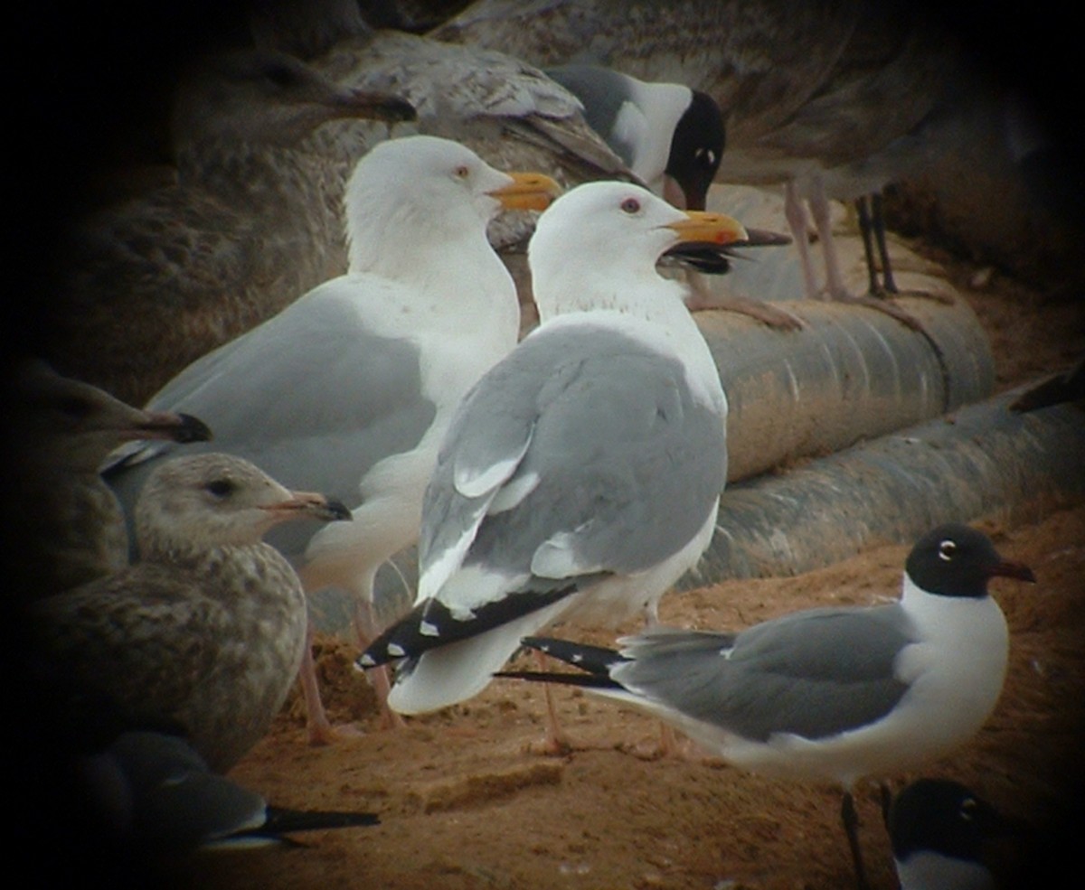 Gaviota Argéntea (vegae) - ML624450928