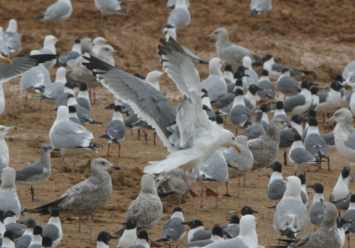 Gaviota Argéntea (vegae) - ML624450930