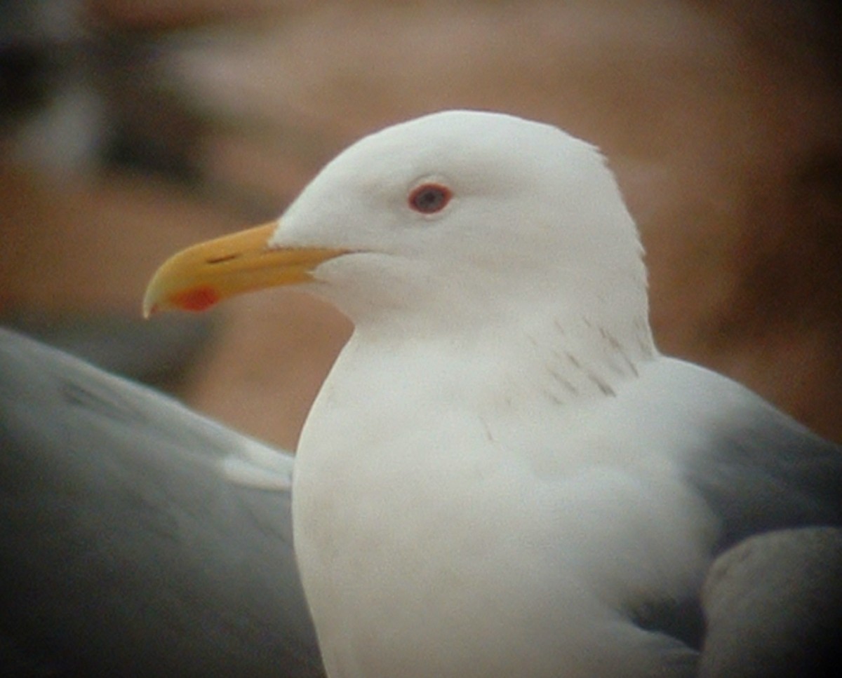 Gaviota Argéntea (vegae) - ML624450971