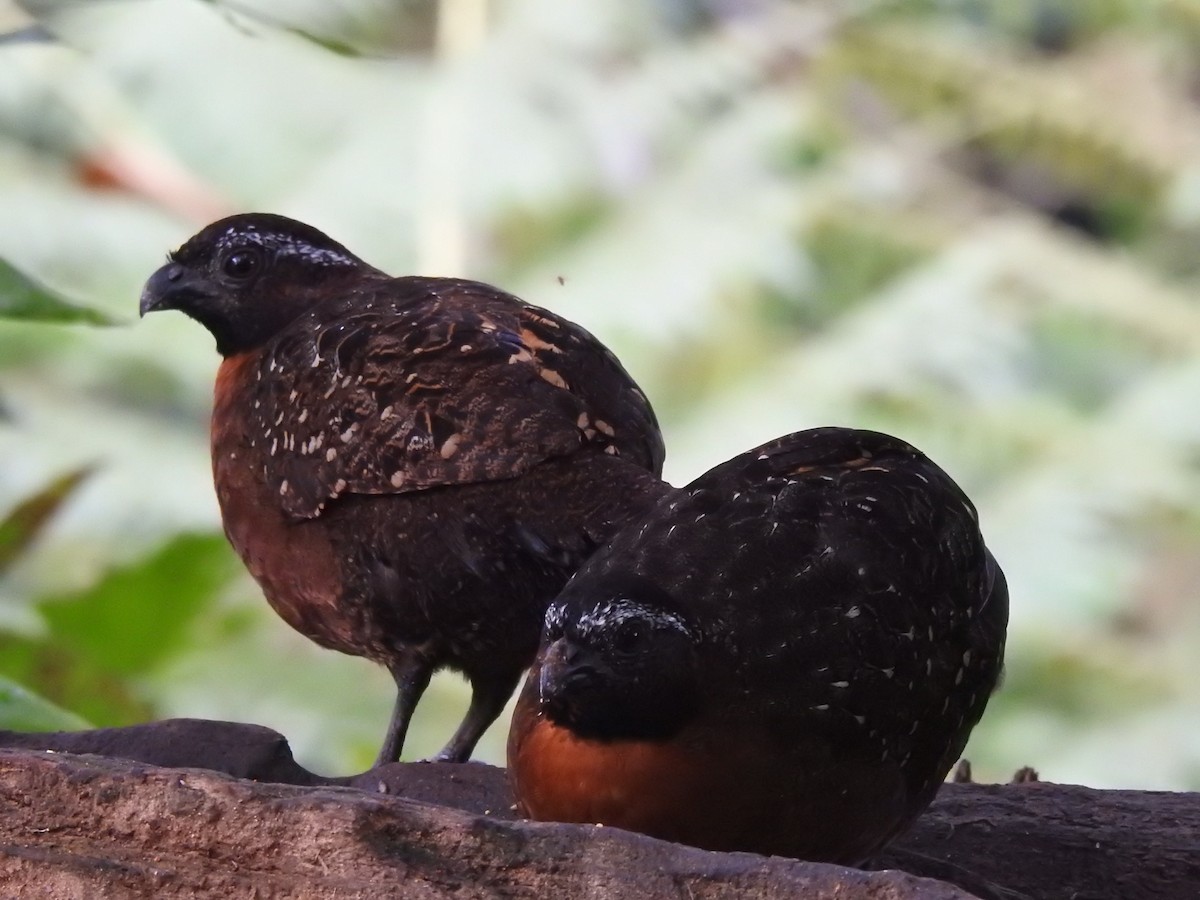 Rufous-breasted Wood-Quail - ML624450973