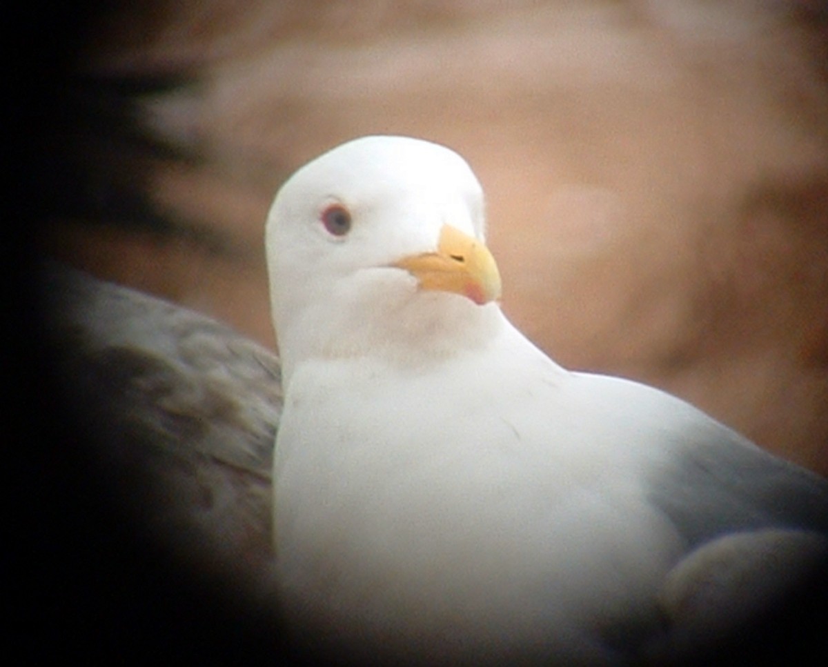 Gaviota Argéntea (vegae) - ML624450976