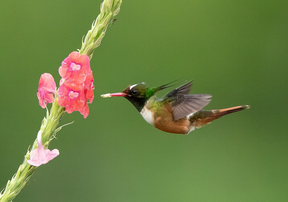 White-crested Coquette - ML624450987