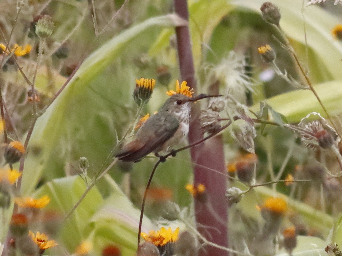 Rufous/Allen's Hummingbird - ML624451029