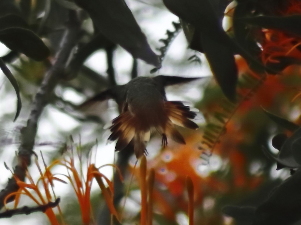 Rufous/Allen's Hummingbird - ML624451030