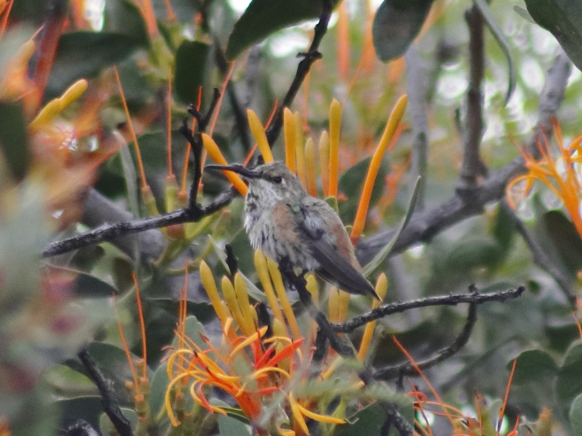 Rufous/Allen's Hummingbird - Adrian Gonzalez