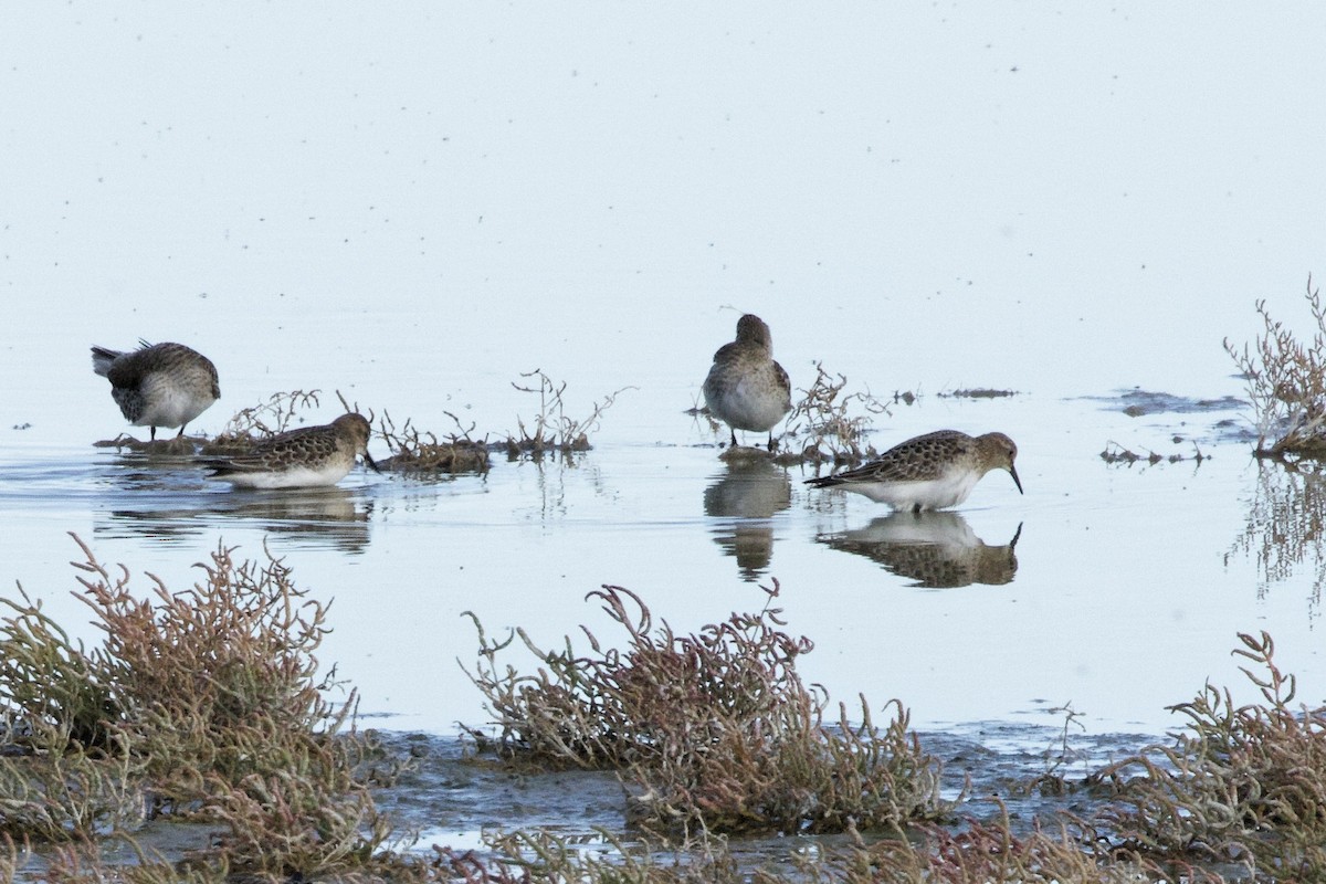 Baird's Sandpiper - ML624451065