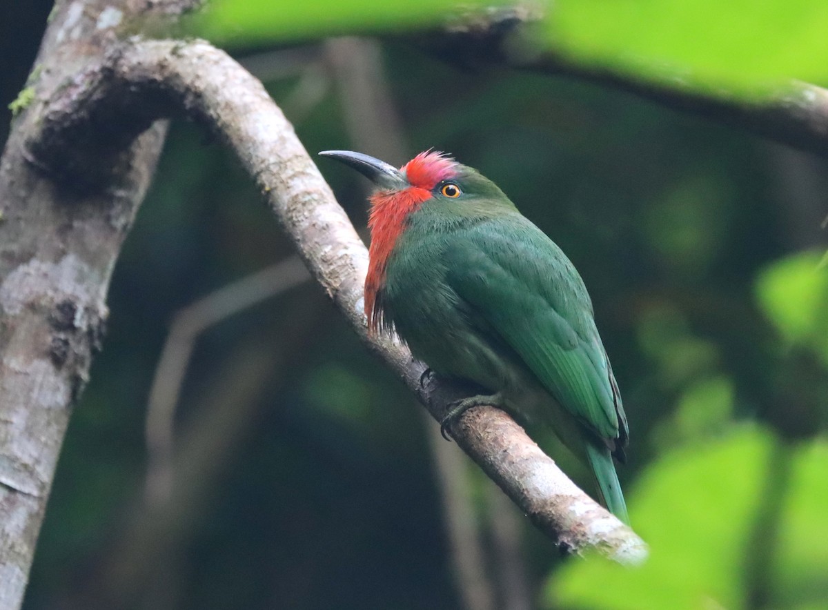 Red-bearded Bee-eater - ML624451073