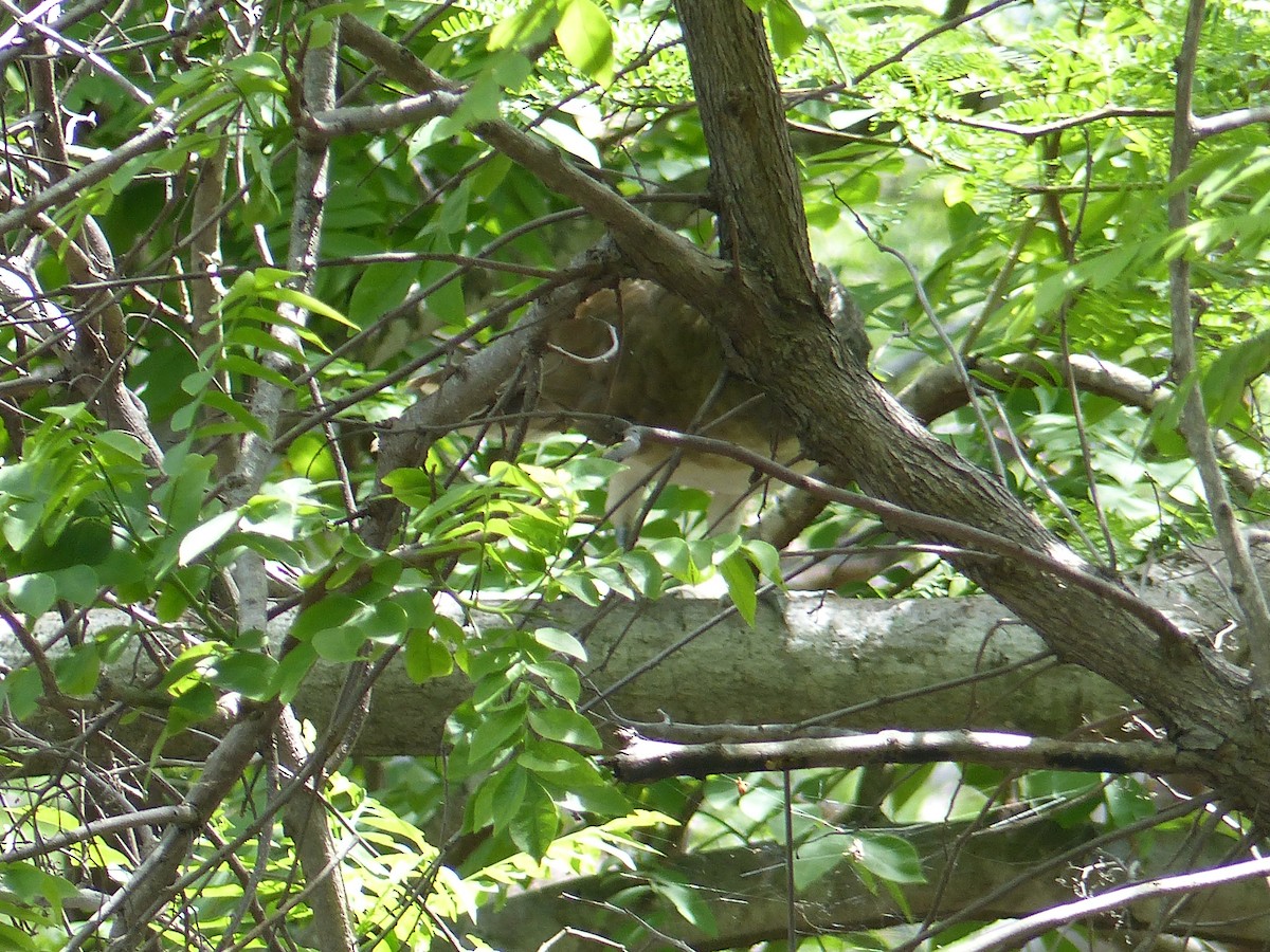 White-bellied Chachalaca - ML62445111