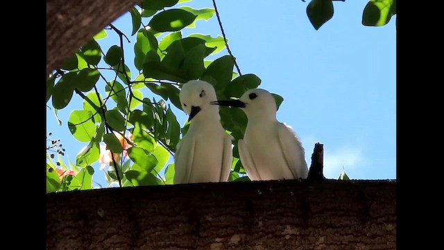 White Tern - ML624451193