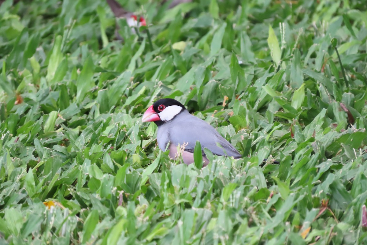 Java Sparrow - ML624451242