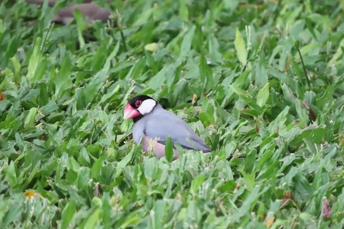 Java Sparrow - ML624451243