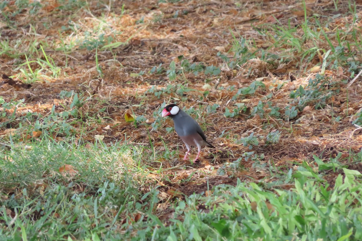 Java Sparrow - ML624451244