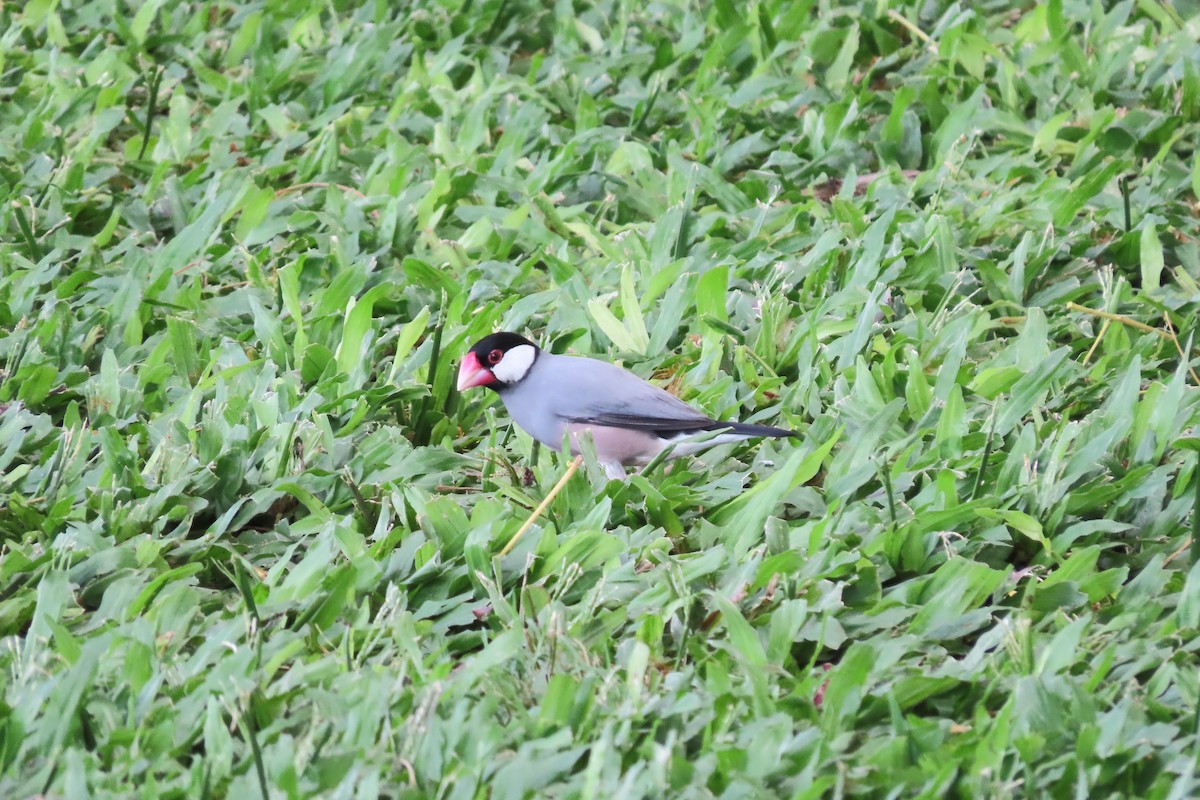 Capuchino Arrocero de Java - ML624451245