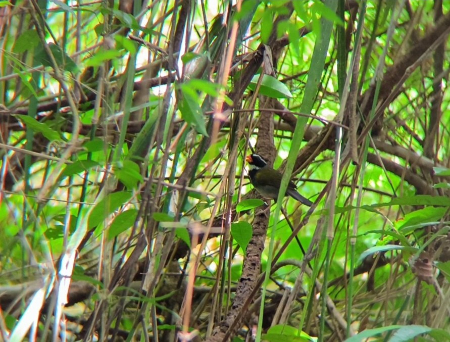 Orange-billed Sparrow - ML624451263