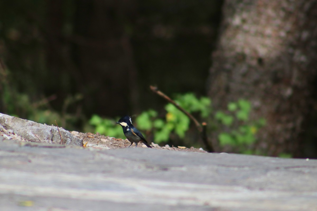 Rufous-vented Tit - ML624451281