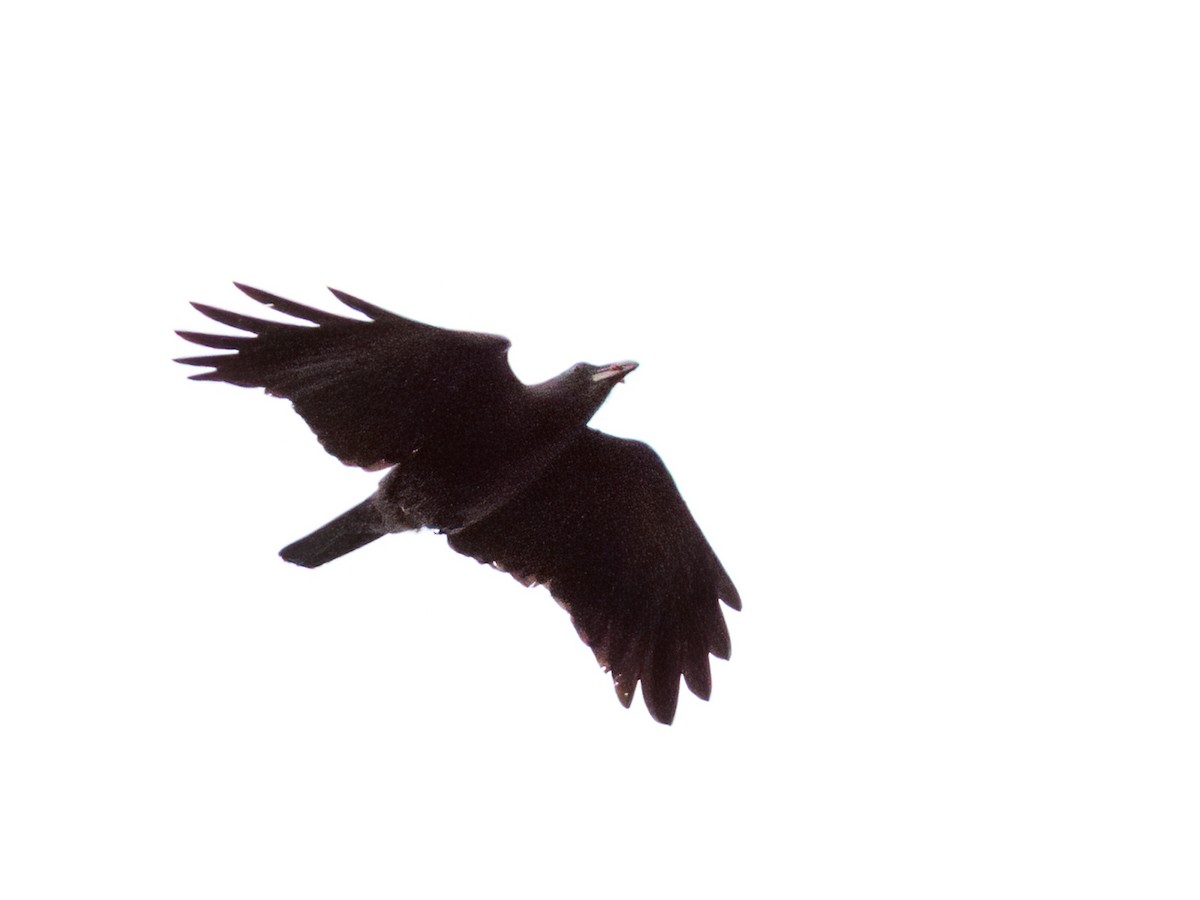 Sulawesi Crow - ML624451328